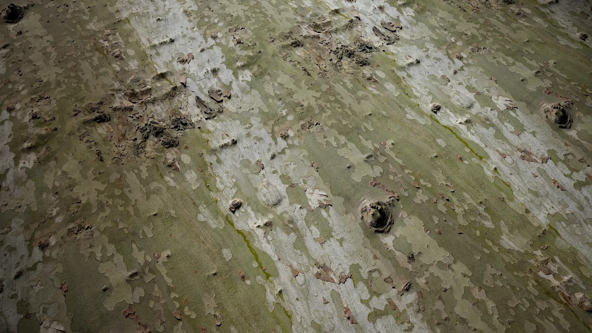 Platanus orientalis Low-poly 3D model_3