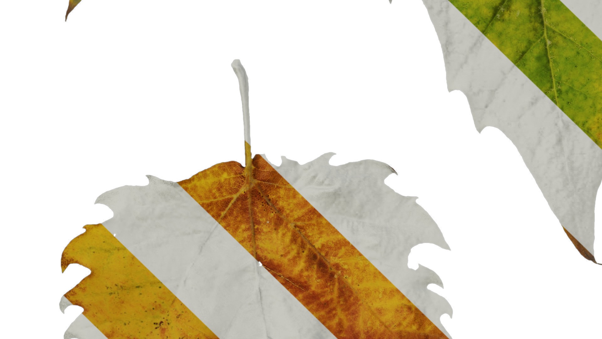 Platanus orientalis Low-poly 3D model_23