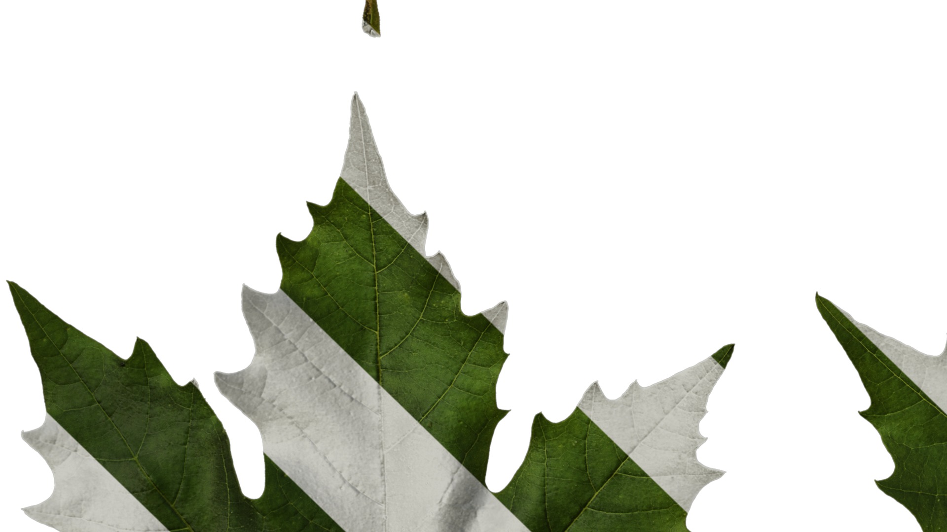 Platanus orientalis Low-poly 3D model_51