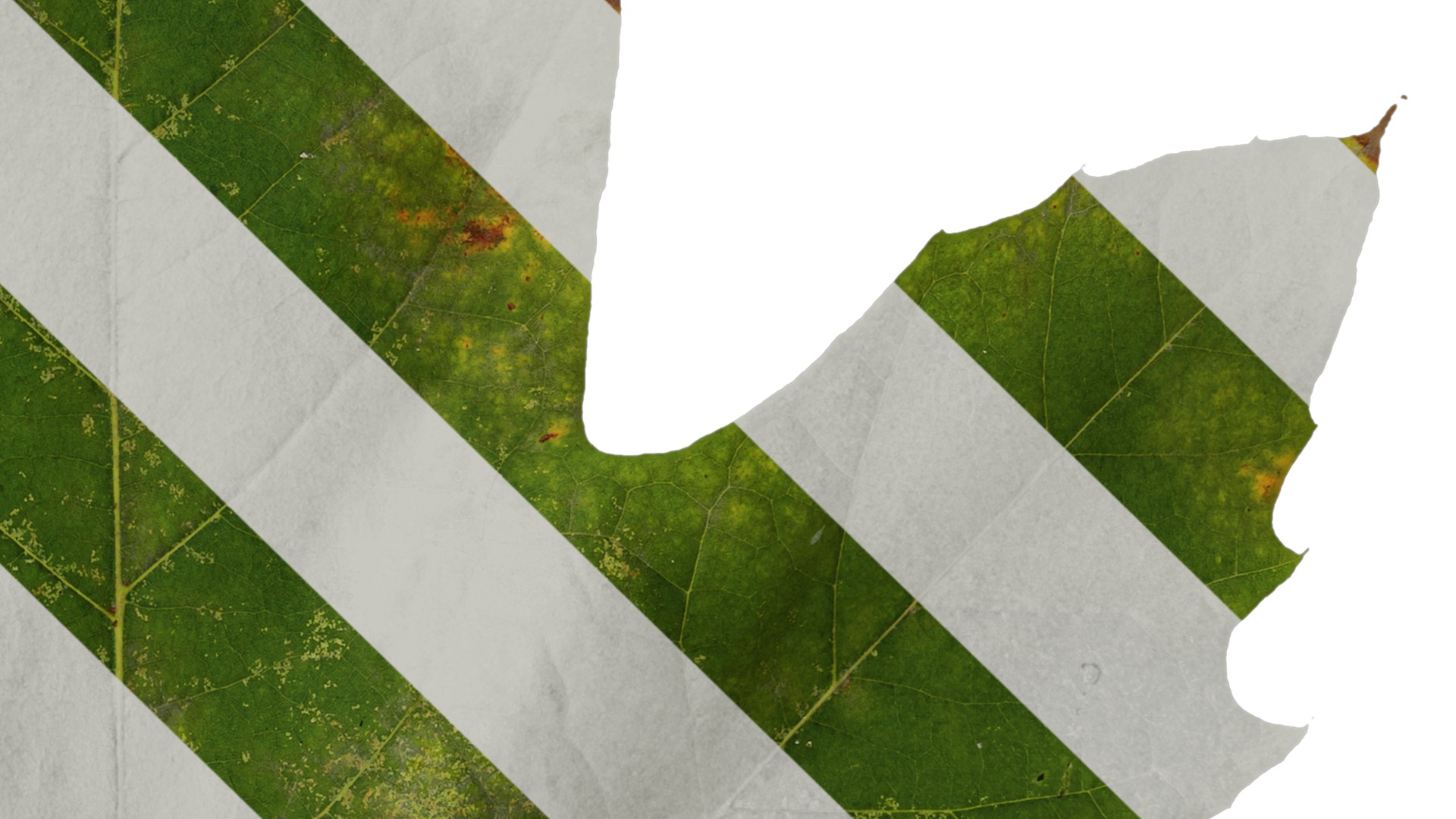 Platanus orientalis Low-poly 3D model_31