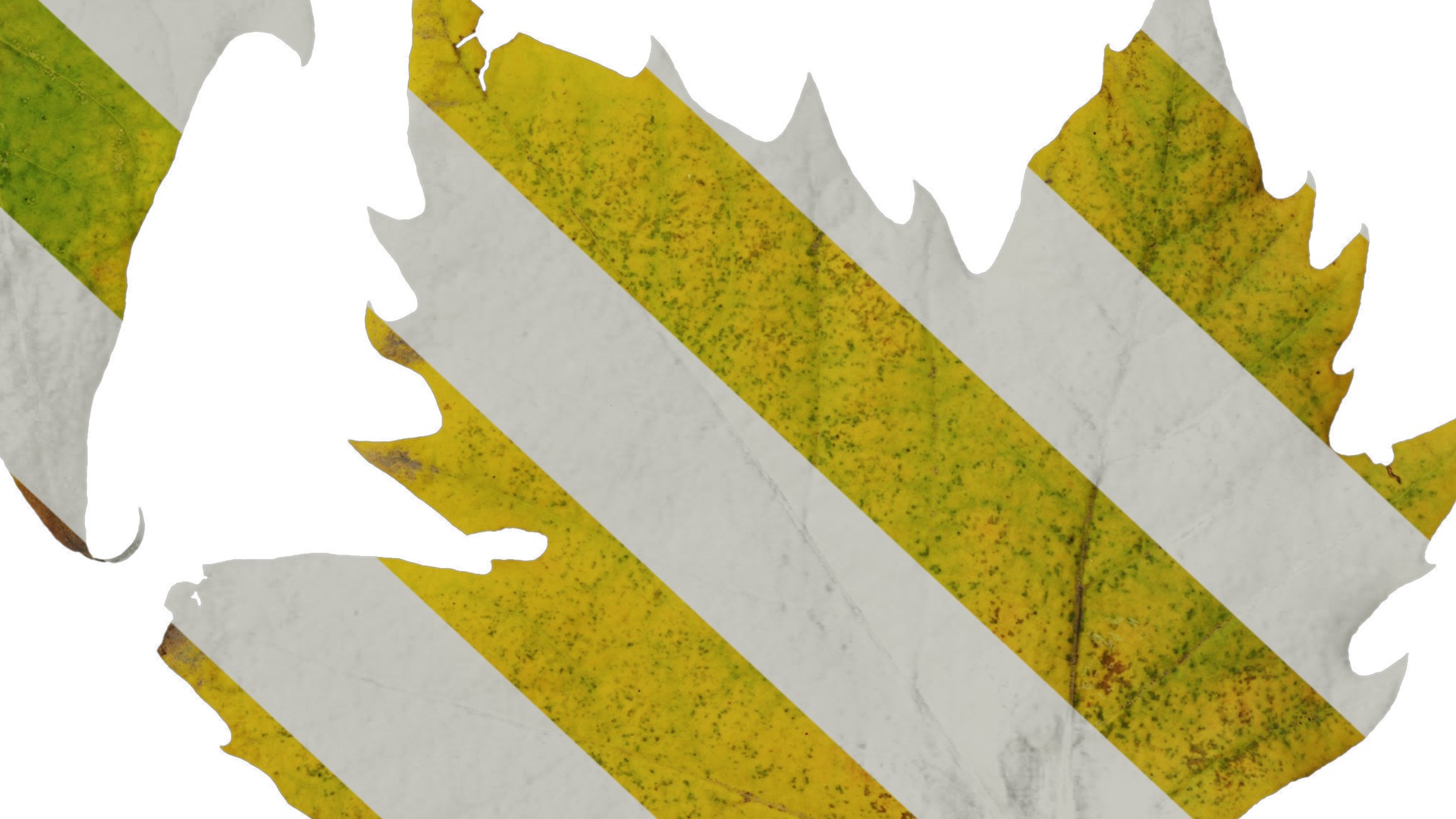 Platanus orientalis Low-poly 3D model_24