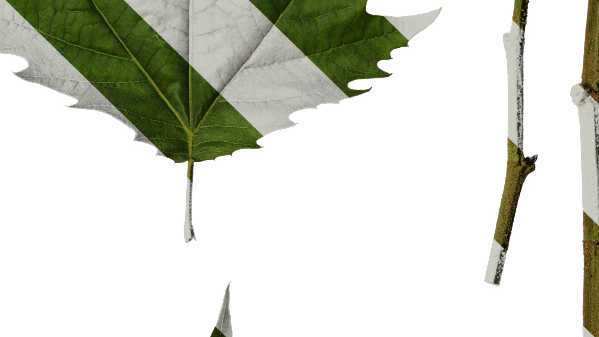 Platanus orientalis Low-poly 3D model_50