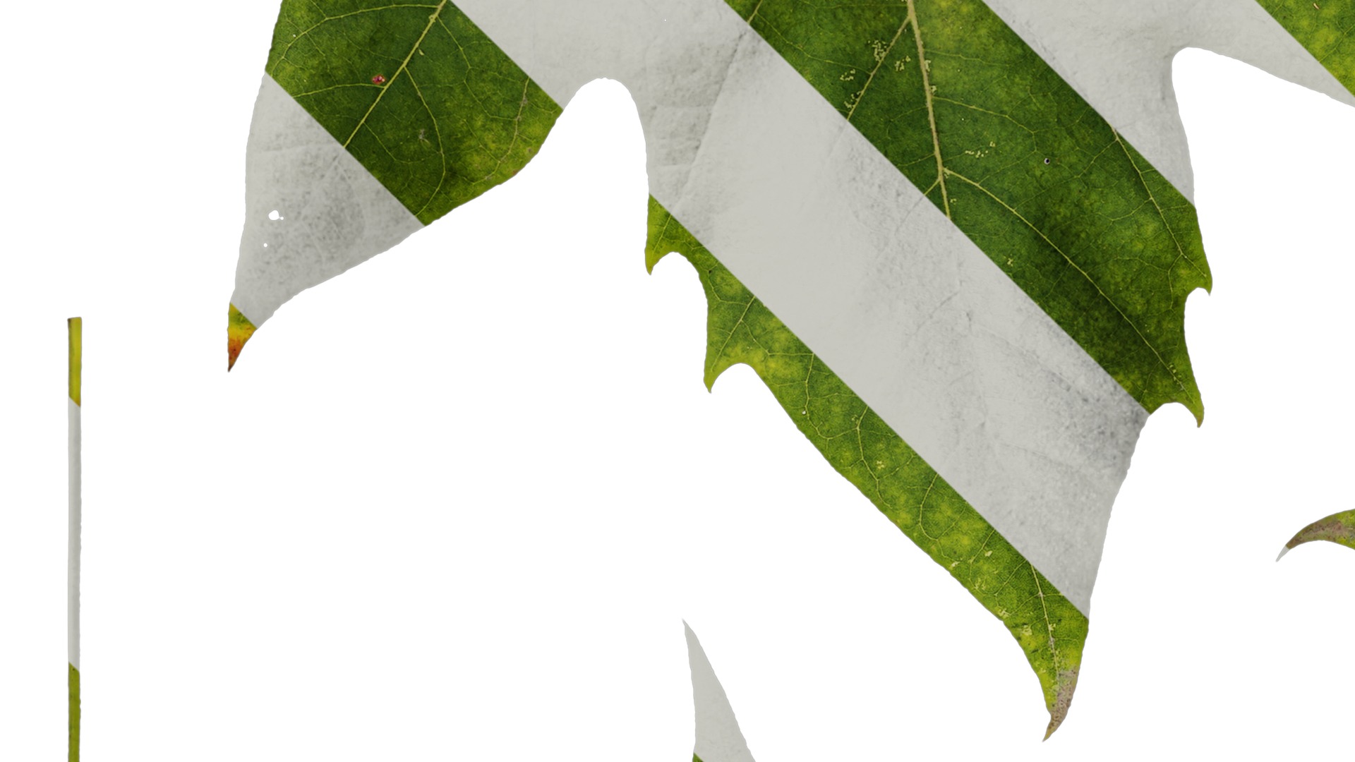 Platanus orientalis Low-poly 3D model_10