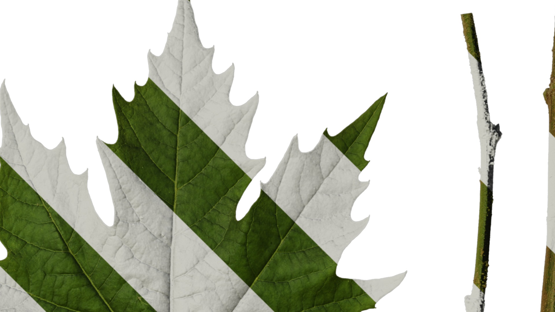 Platanus orientalis Low-poly 3D model_48