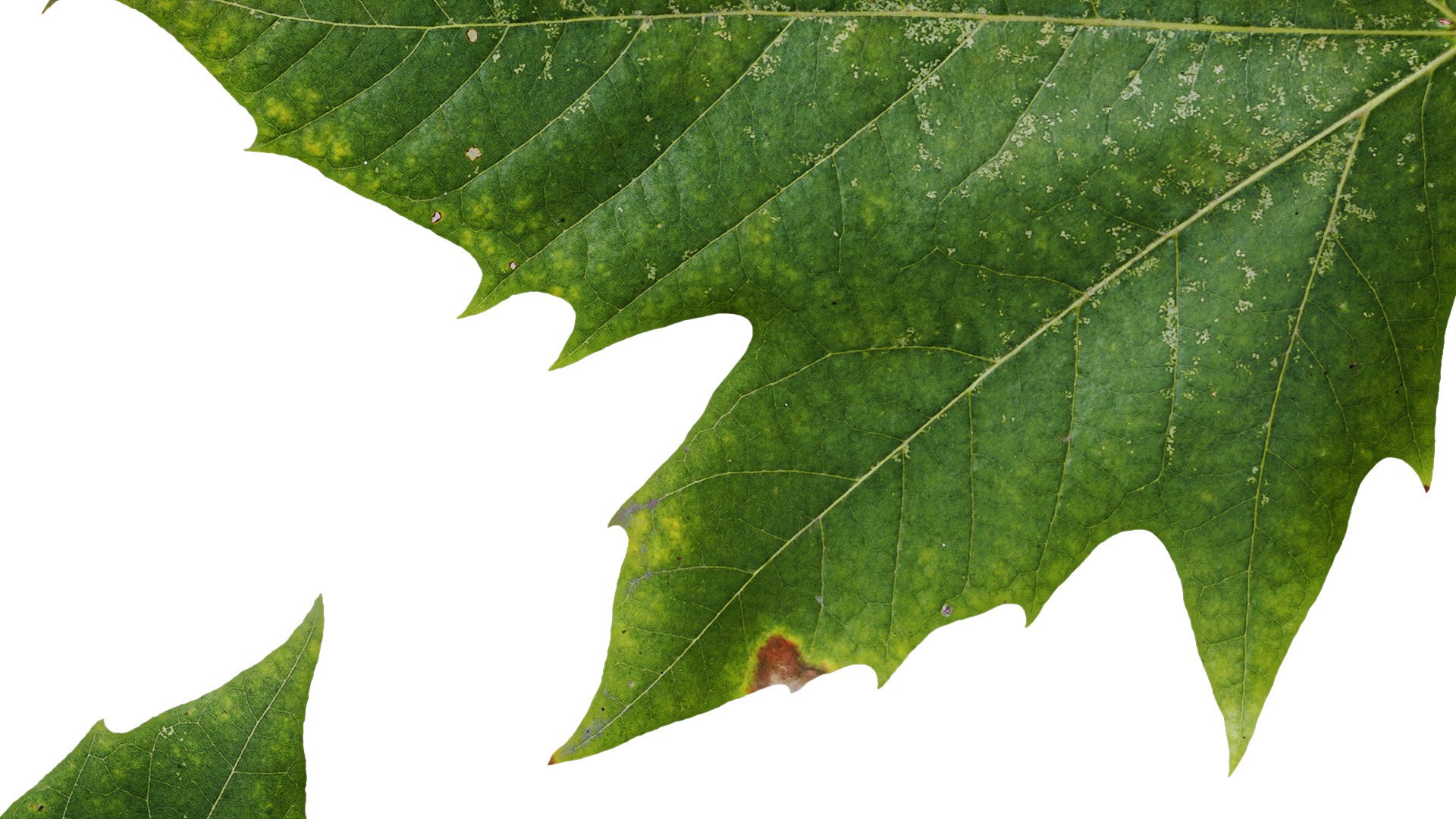 Platanus orientalis Low-poly 3D model_5