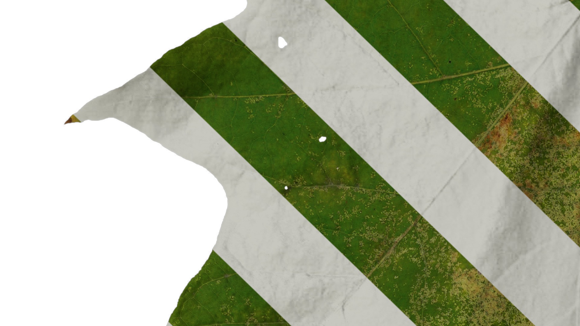 Platanus orientalis Low-poly 3D model_19