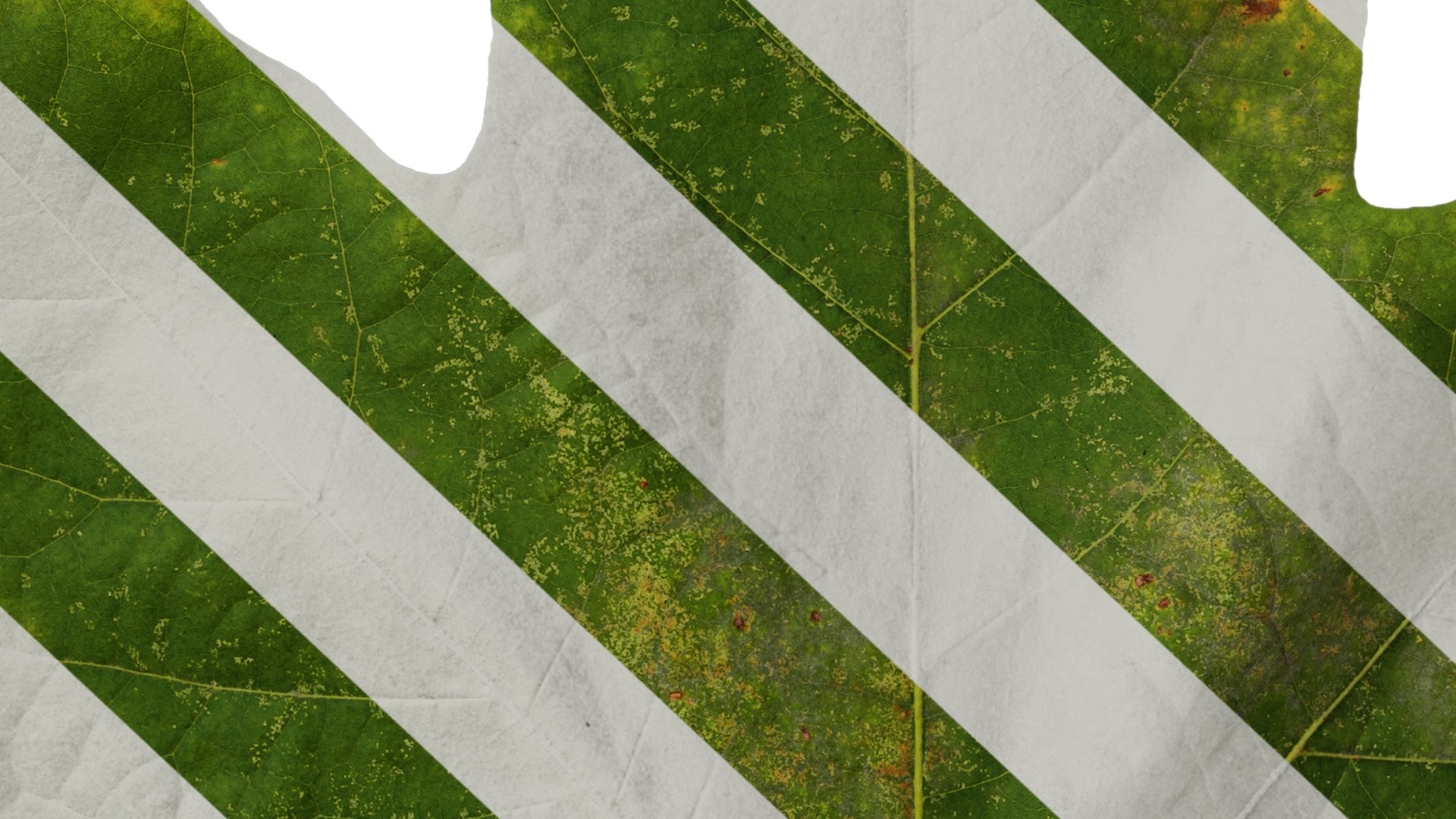 Platanus orientalis Low-poly 3D model_34