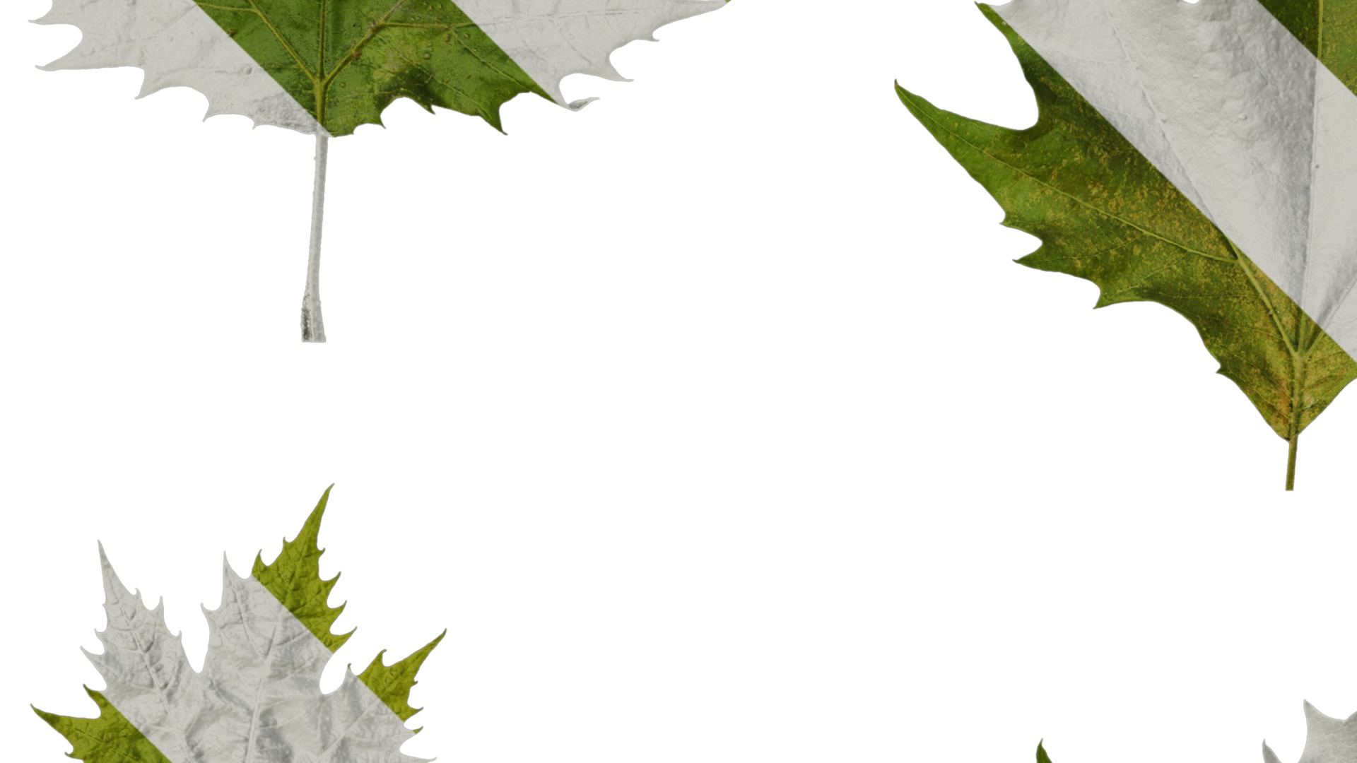 Platanus orientalis Low-poly 3D model_39