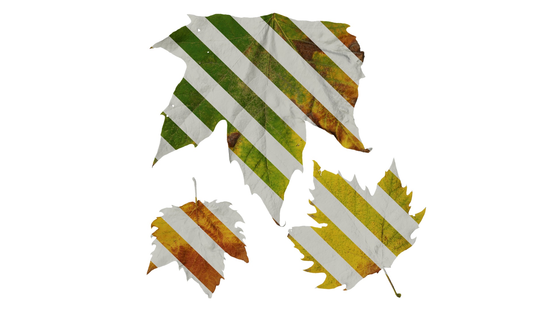 Platanus orientalis Low-poly 3D model_18