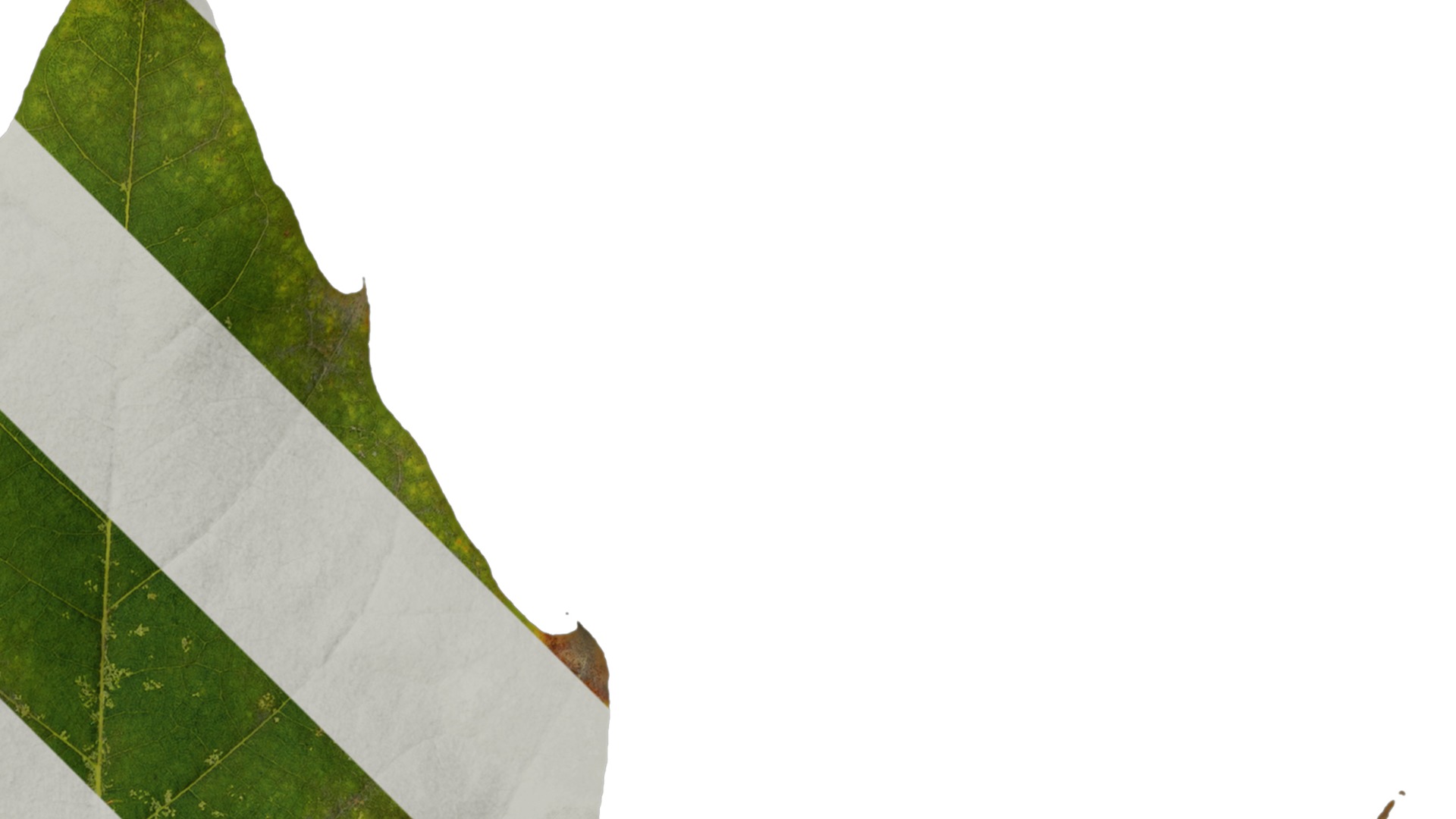 Platanus orientalis Low-poly 3D model_29