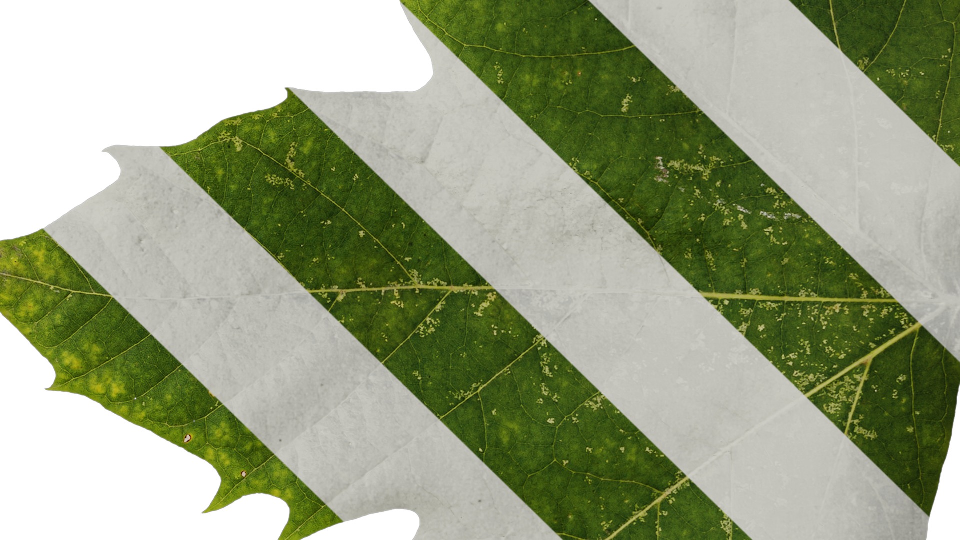 Platanus orientalis Low-poly 3D model_11