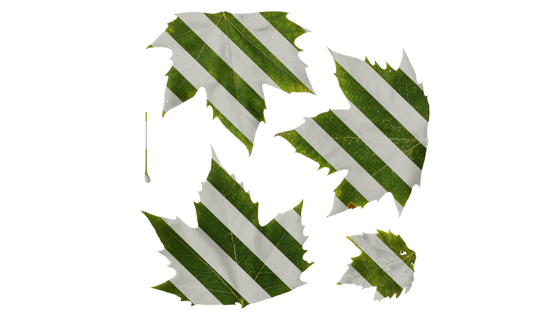 Platanus orientalis Low-poly 3D model_7