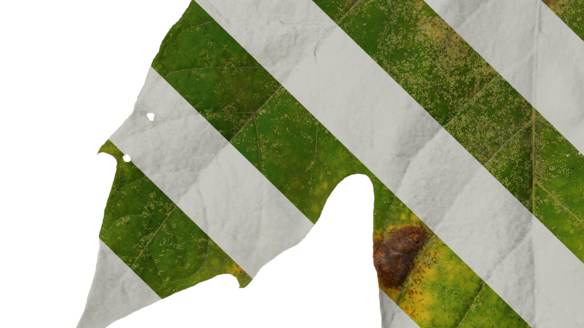 Platanus orientalis Low-poly 3D model_21