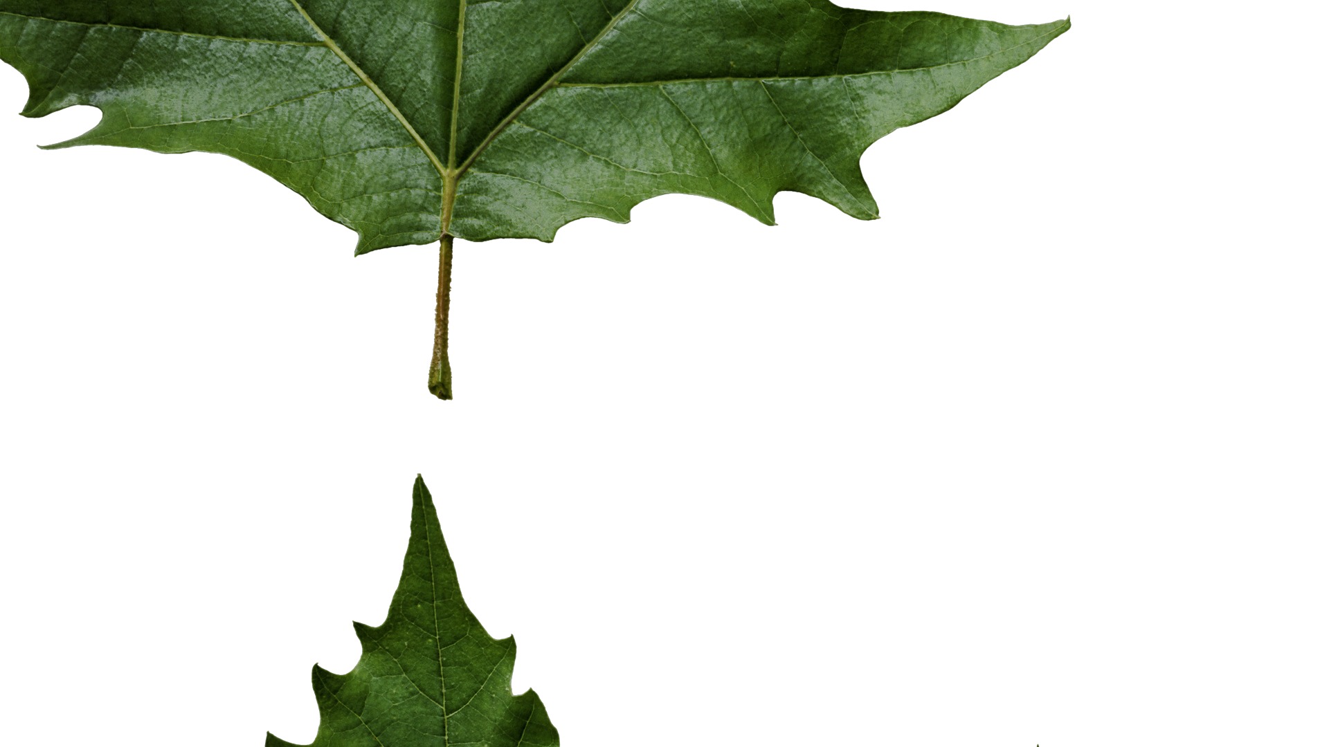 Platanus orientalis Low-poly 3D model_44