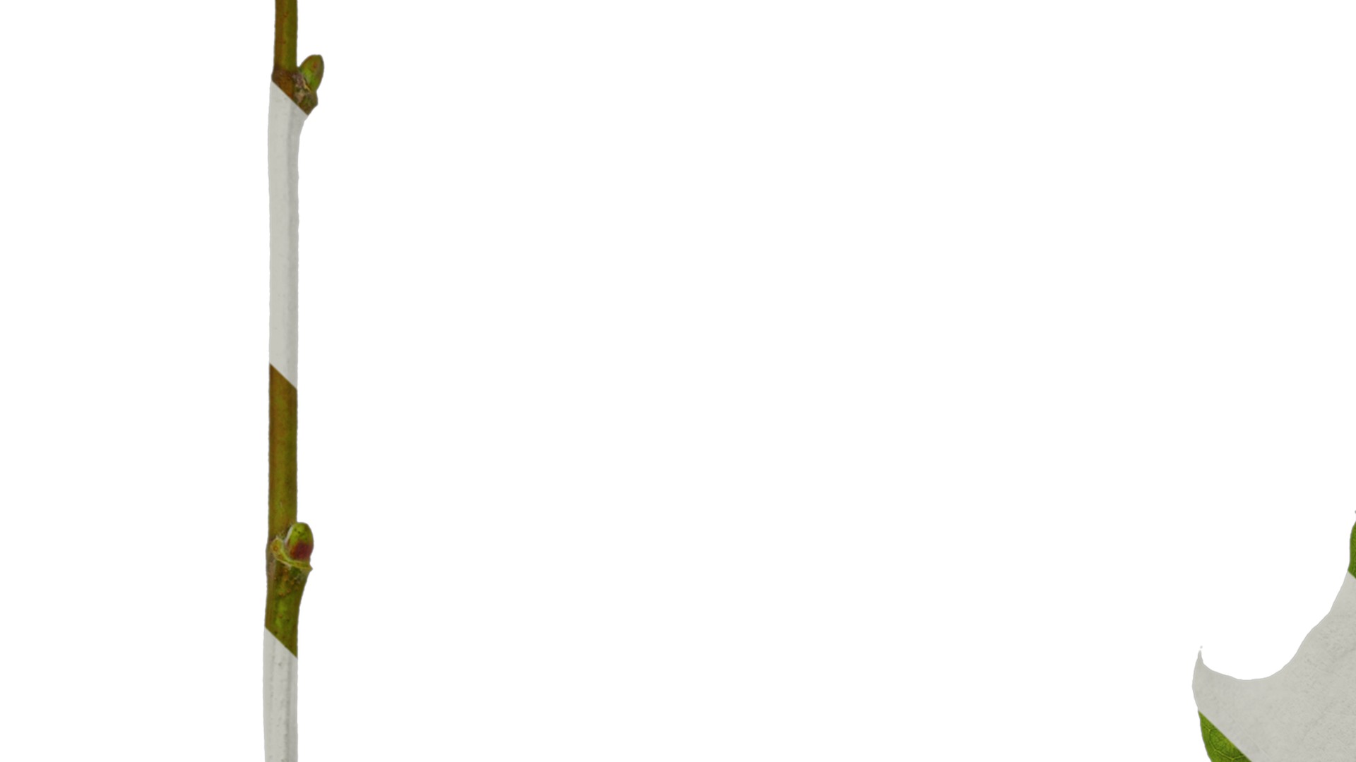 Platanus orientalis Low-poly 3D model_28