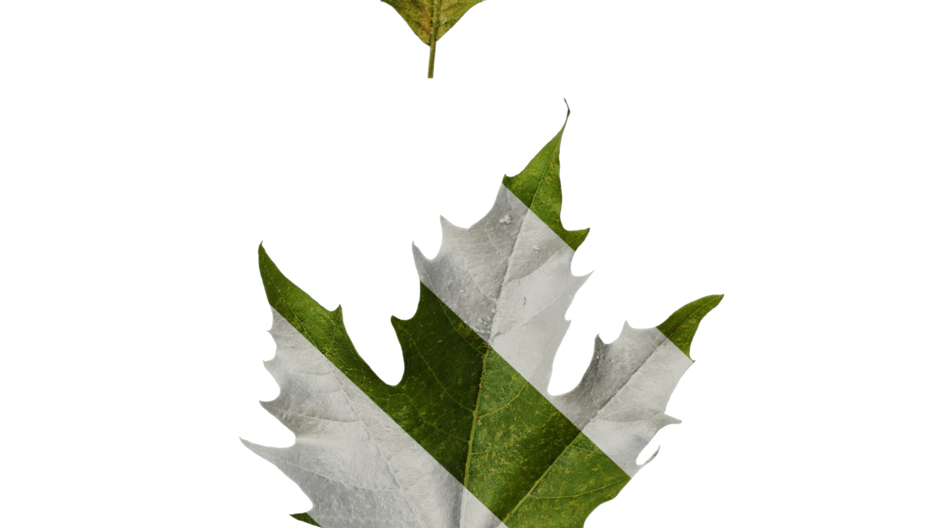 Platanus orientalis Low-poly 3D model_43