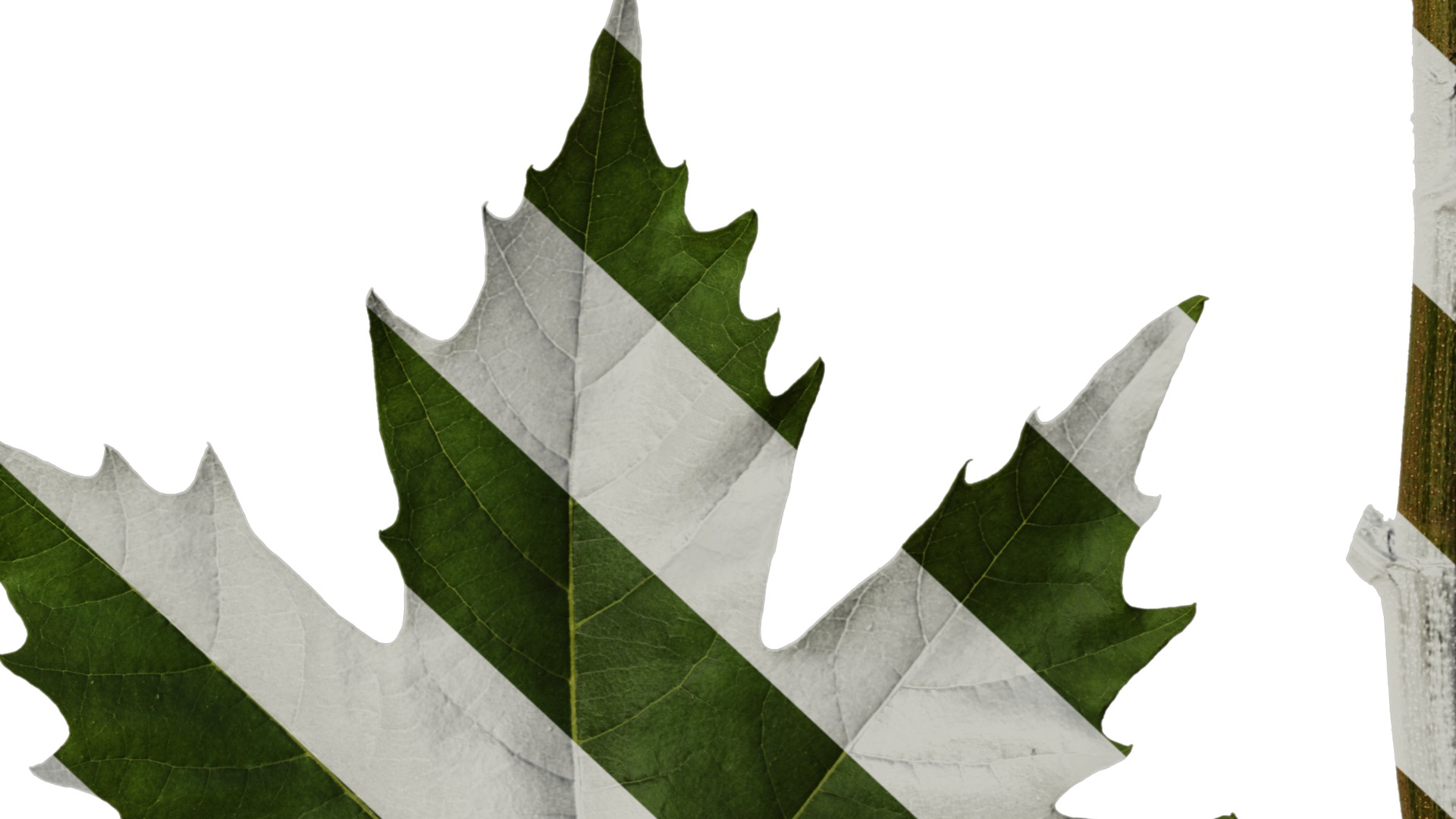 Platanus orientalis Low-poly 3D model_52