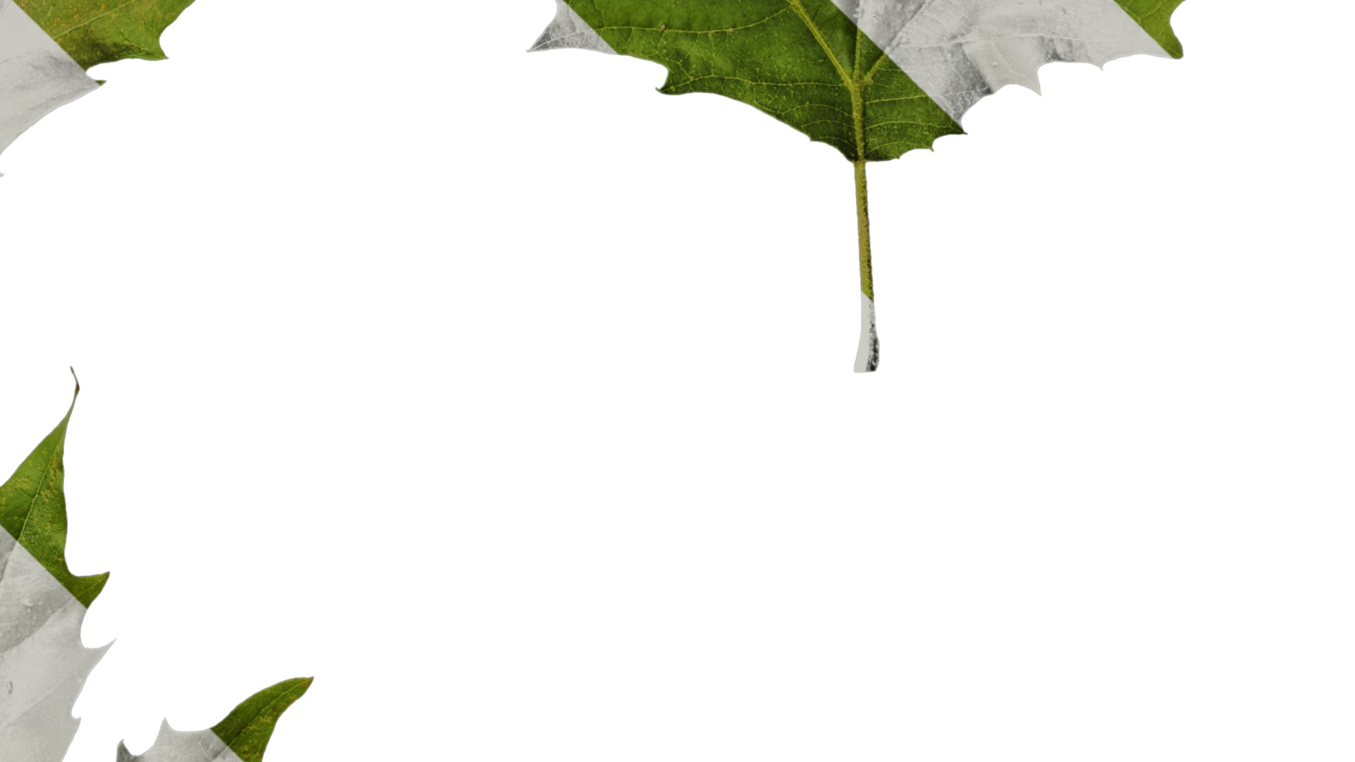 Platanus orientalis Low-poly 3D model_40