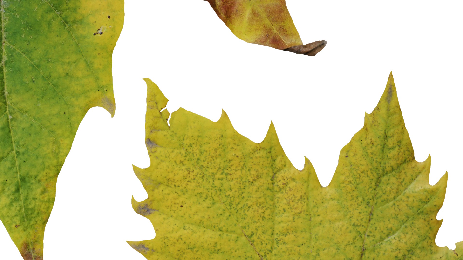 Platanus orientalis Low-poly 3D model_16