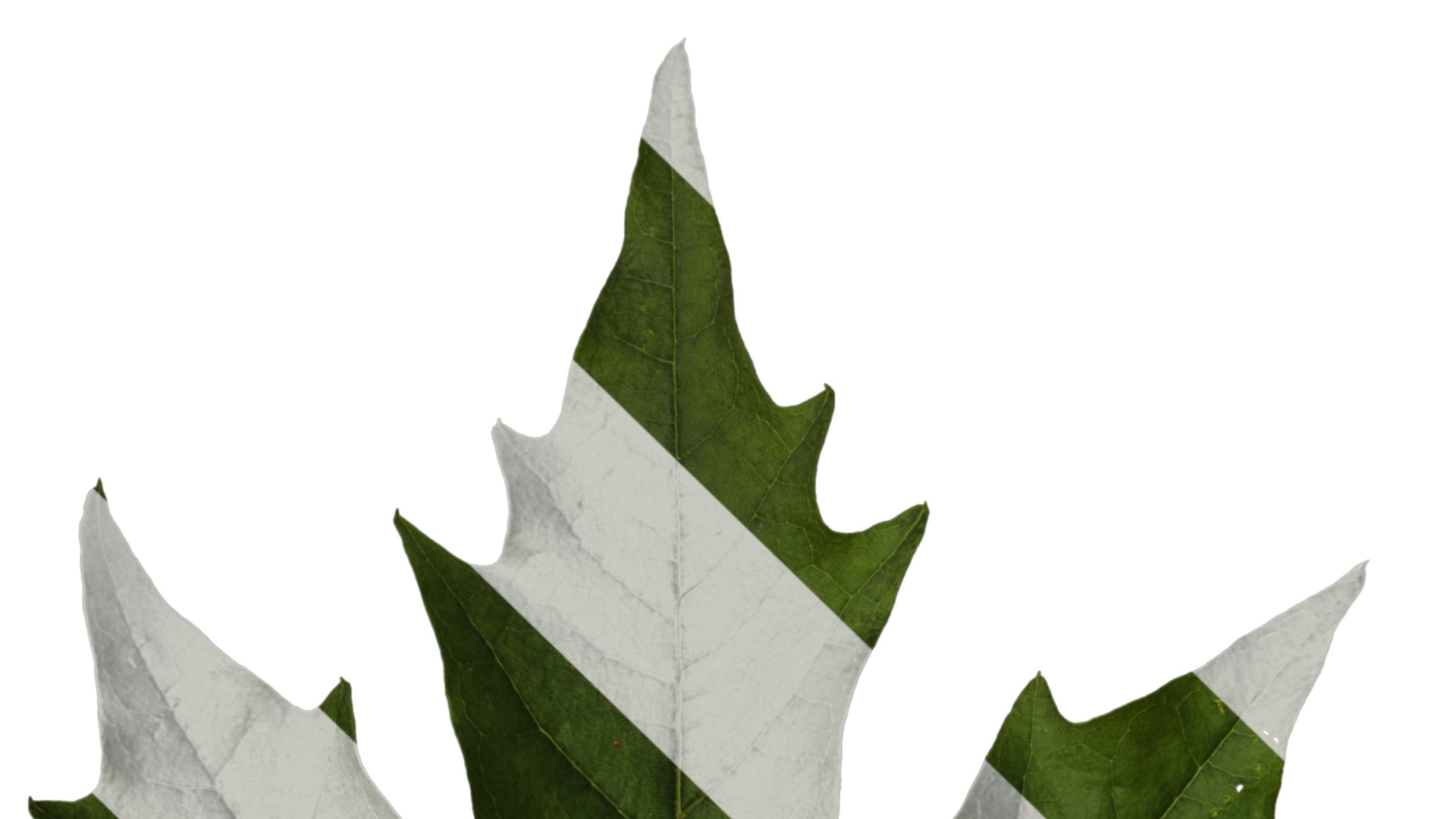 Platanus orientalis Low-poly 3D model_47