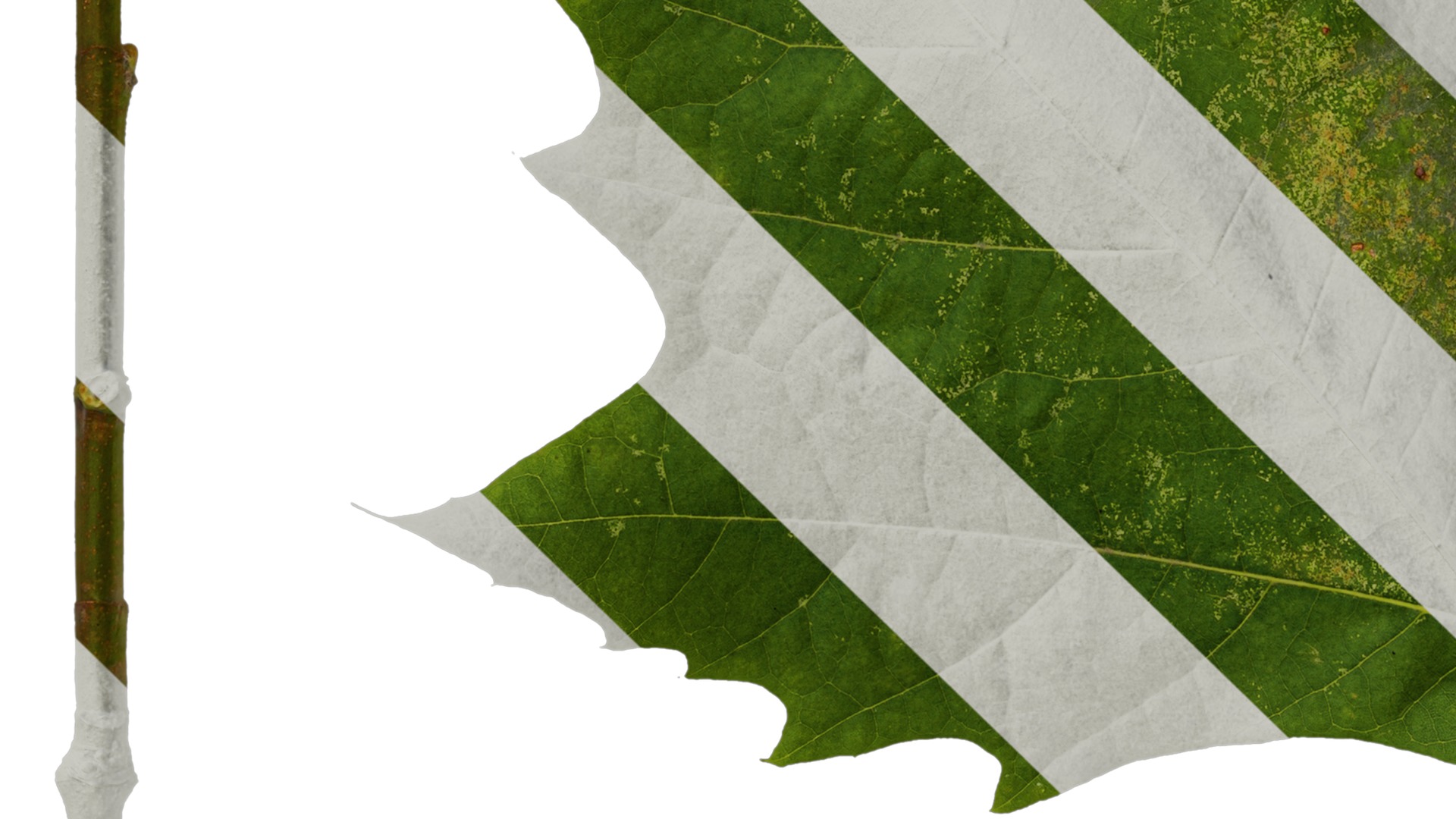 Platanus orientalis Low-poly 3D model_32