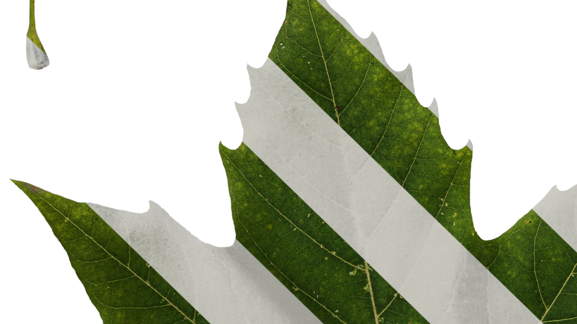 Platanus orientalis Low-poly 3D model_12