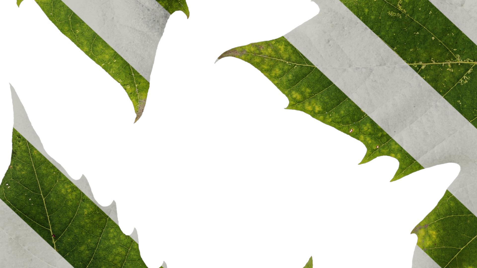 Platanus orientalis Low-poly 3D model_14