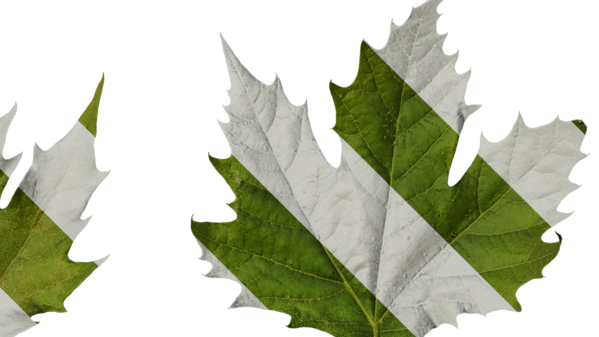 Platanus orientalis Low-poly 3D model_38