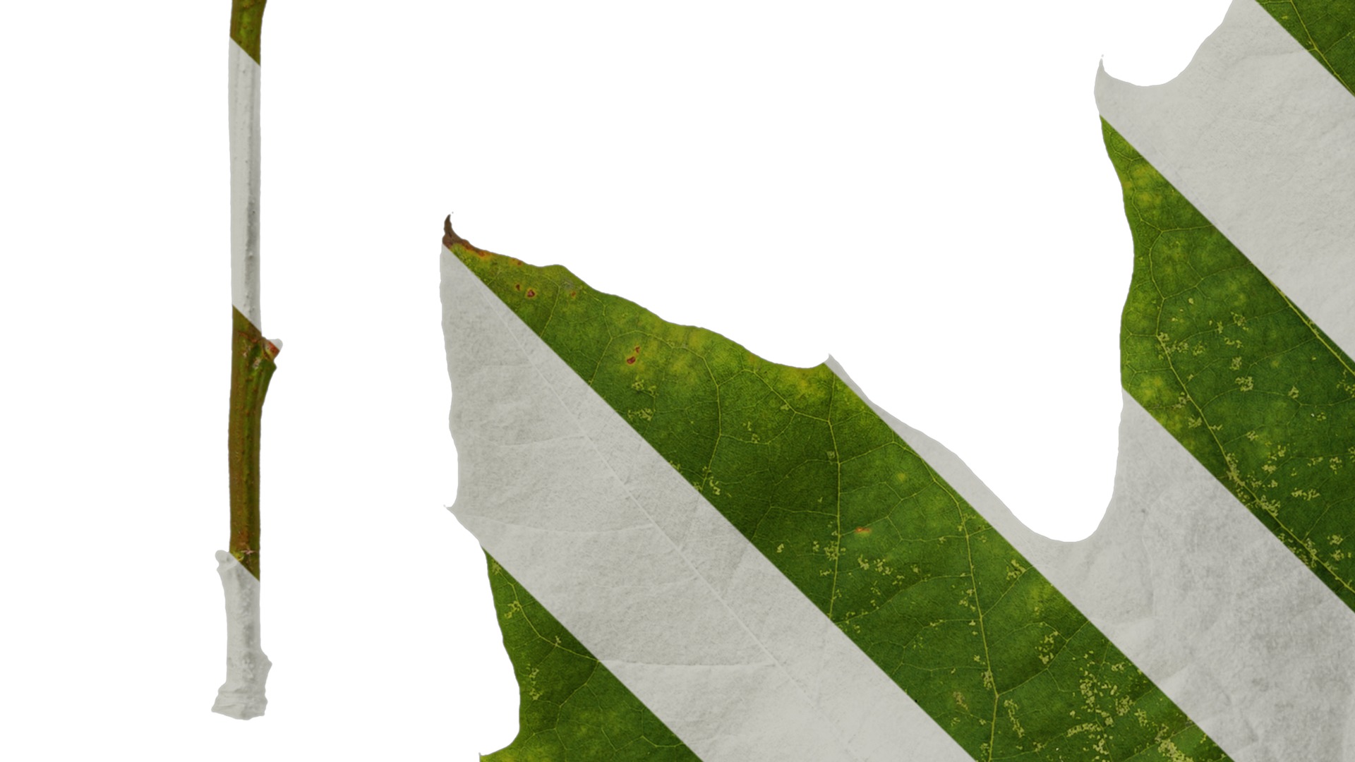 Platanus orientalis Low-poly 3D model_30