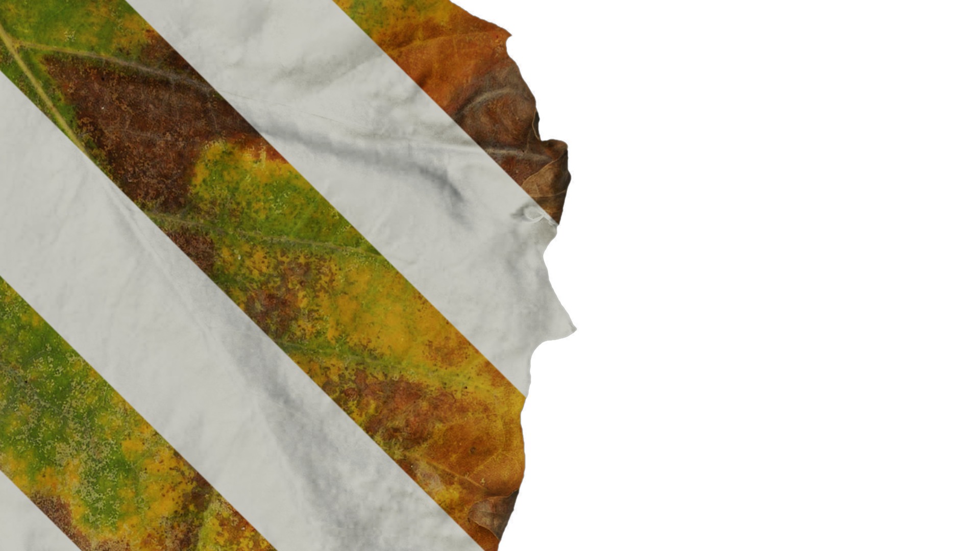 Platanus orientalis Low-poly 3D model_20