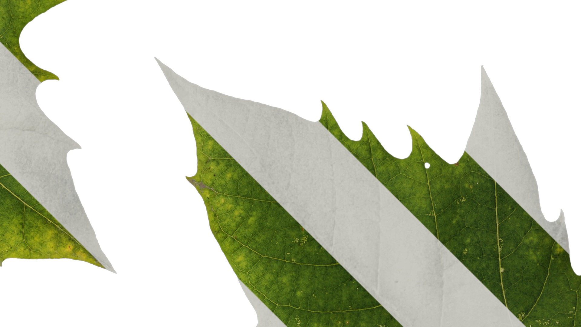 Platanus orientalis Low-poly 3D model_9