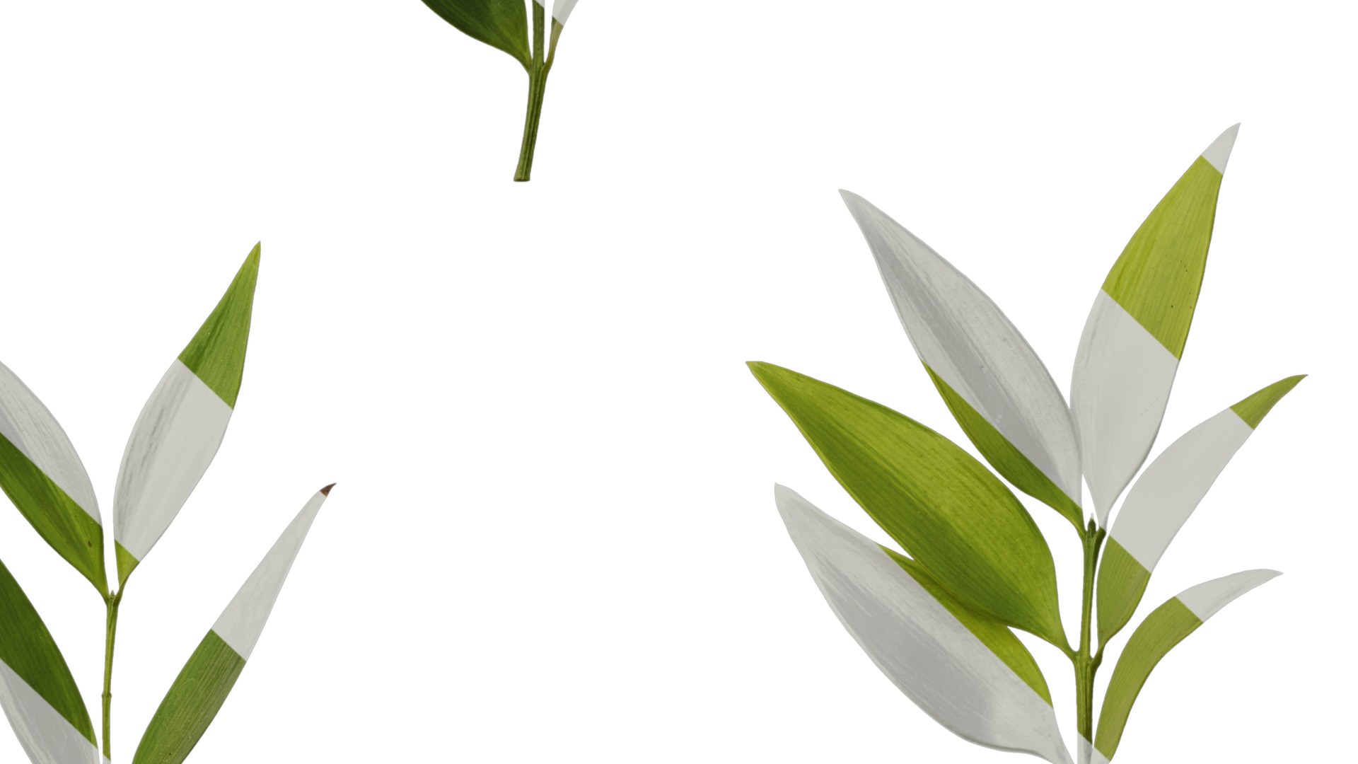Podocarpus nagi Low-poly 3D model_20