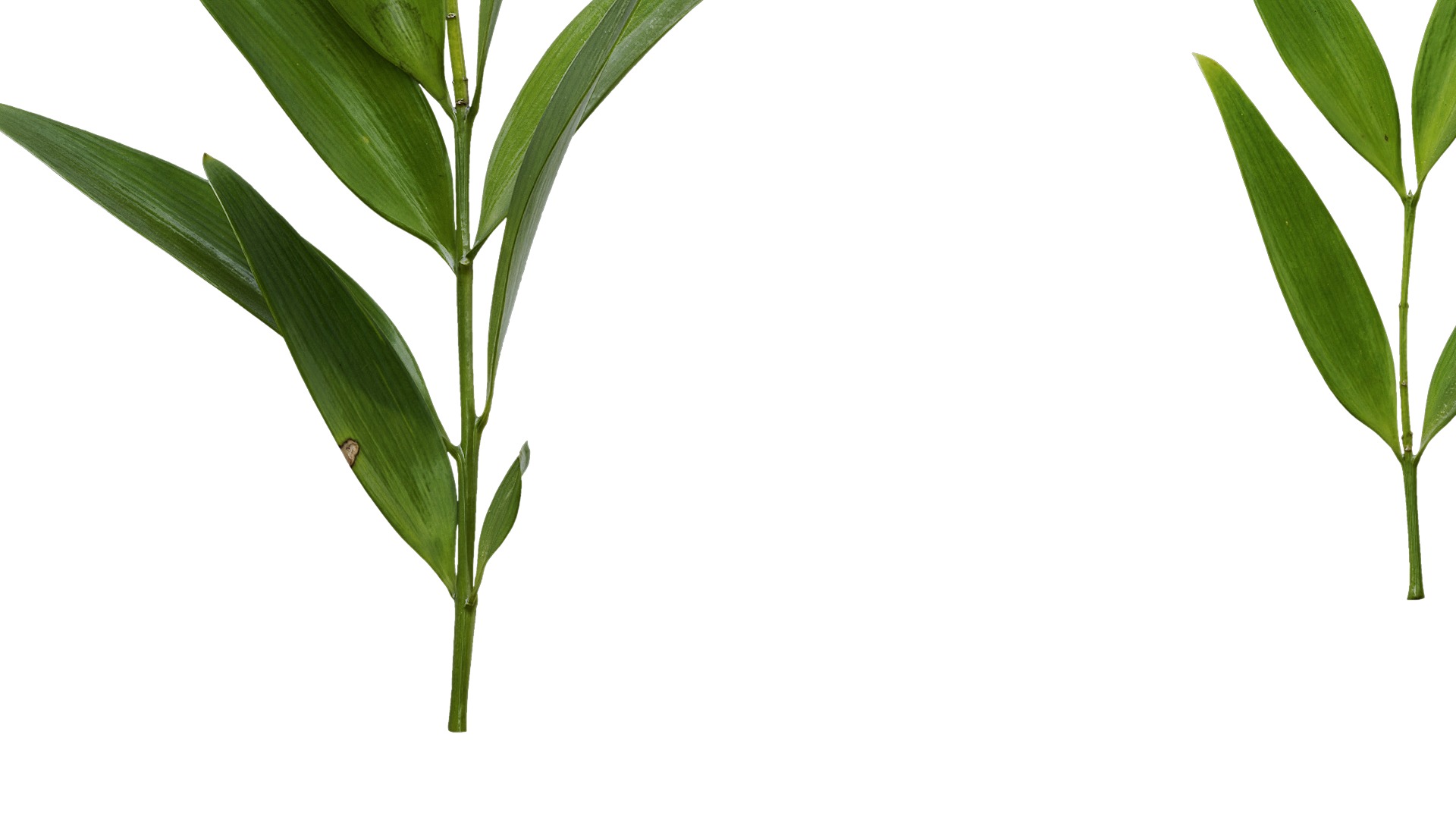 Podocarpus nagi Low-poly 3D model_12