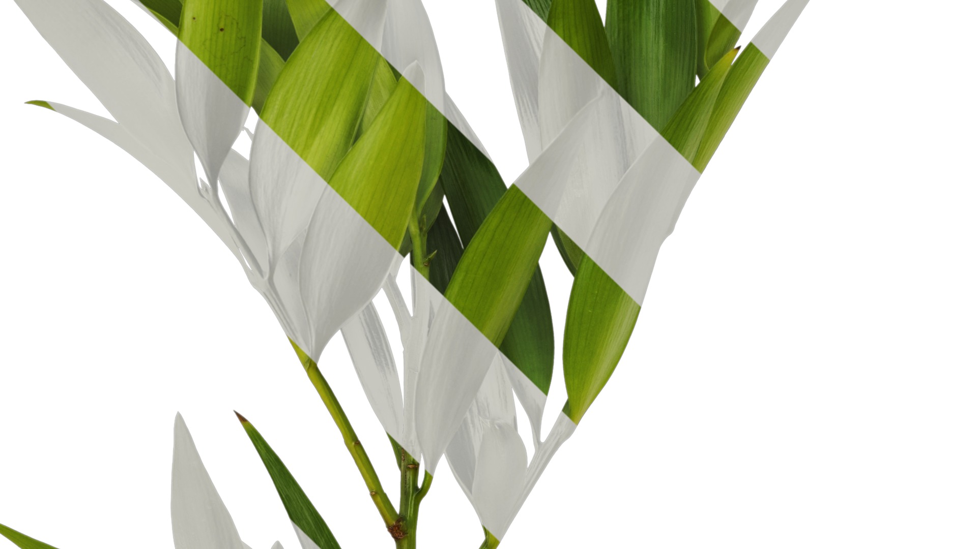 Podocarpus nagi Low-poly 3D model_6