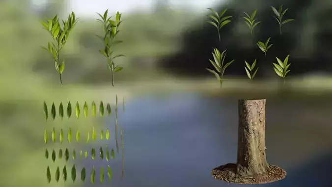 Podocarpus nagi Low-poly 3D model