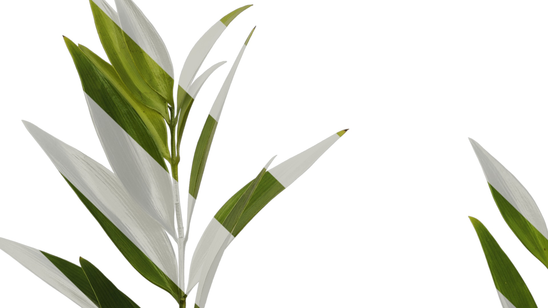 Podocarpus nagi Low-poly 3D model_19