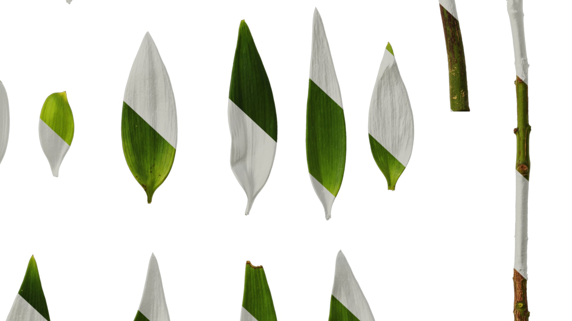 Podocarpus nagi Low-poly 3D model_30