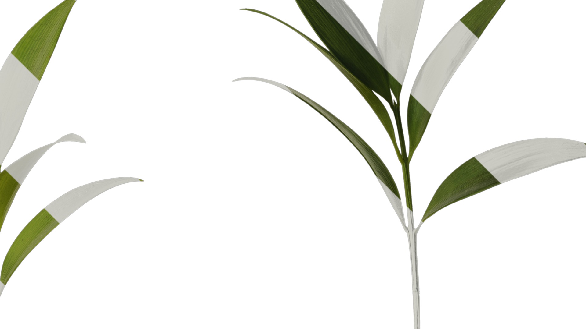 Podocarpus nagi Low-poly 3D model_16