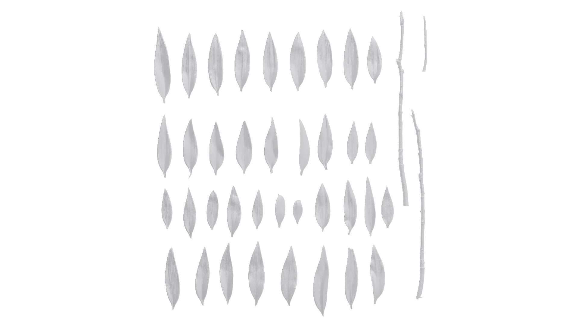 Podocarpus nagi Low-poly 3D model_23