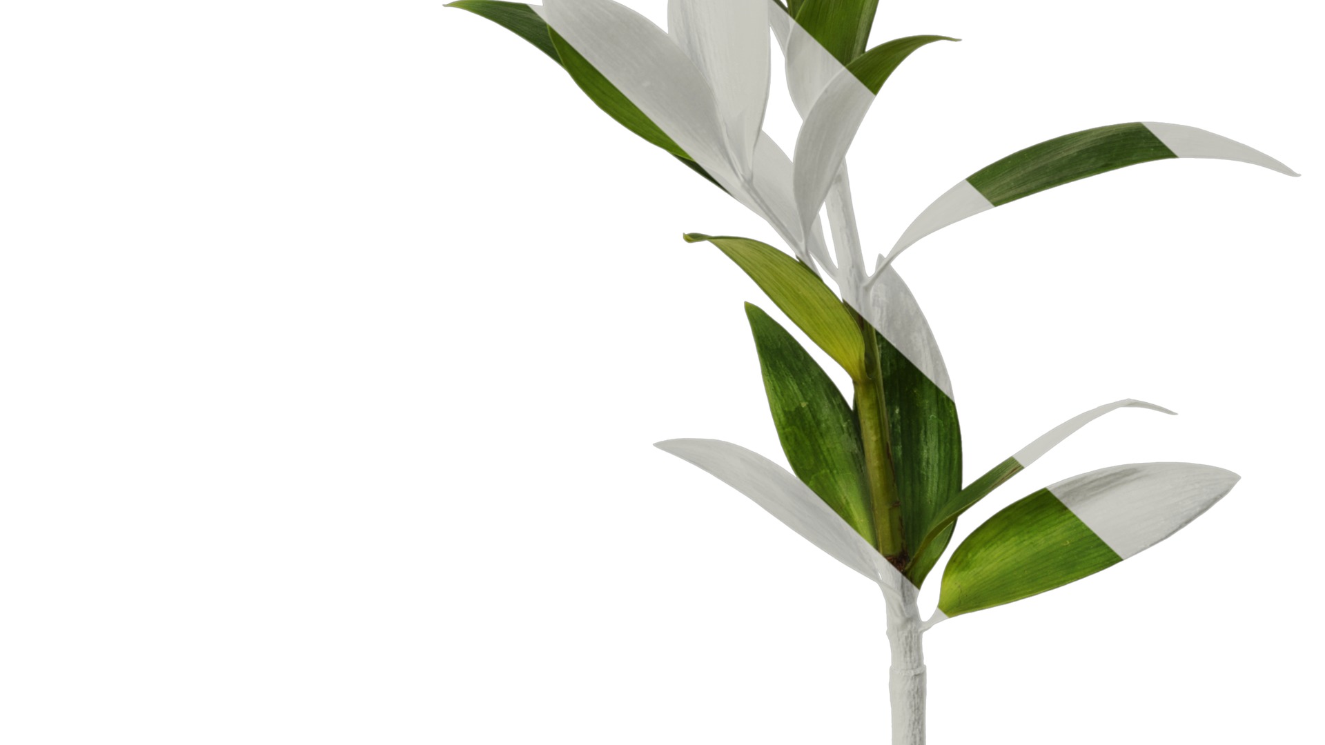Podocarpus nagi Low-poly 3D model_9