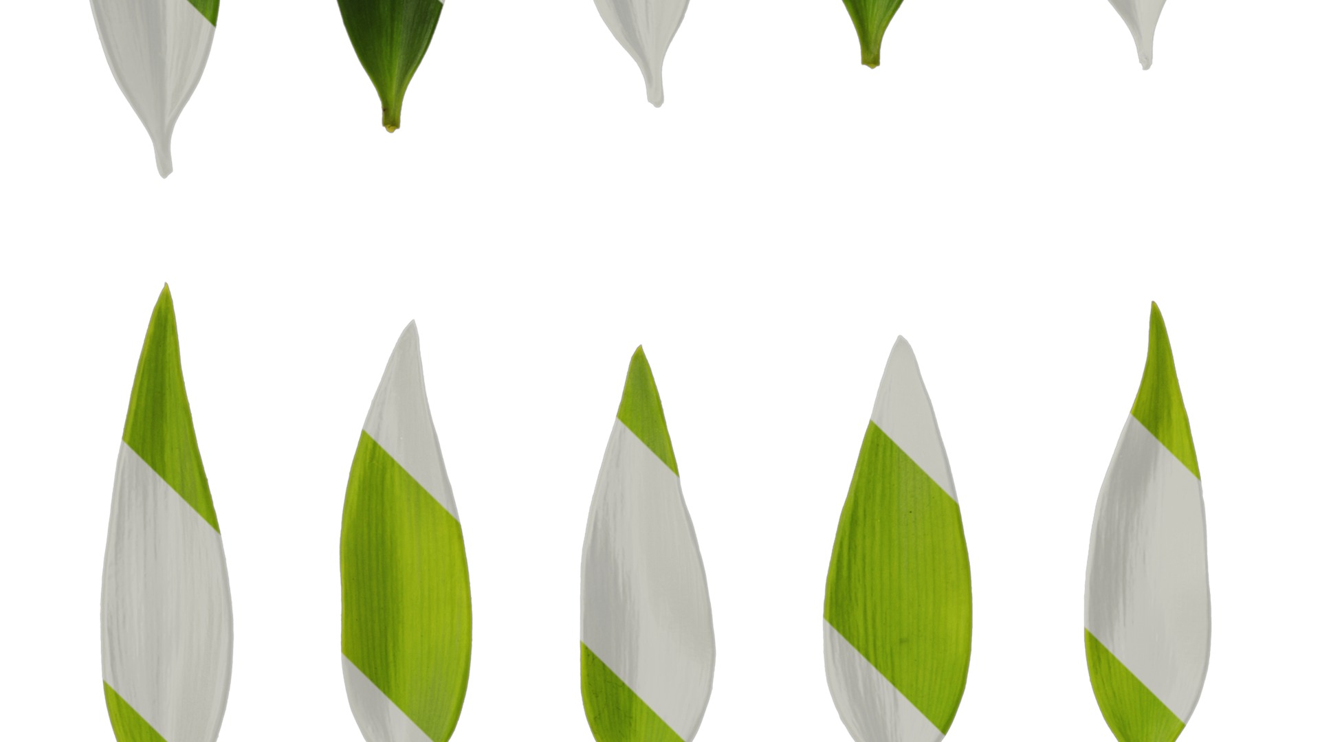 Podocarpus nagi Low-poly 3D model_27
