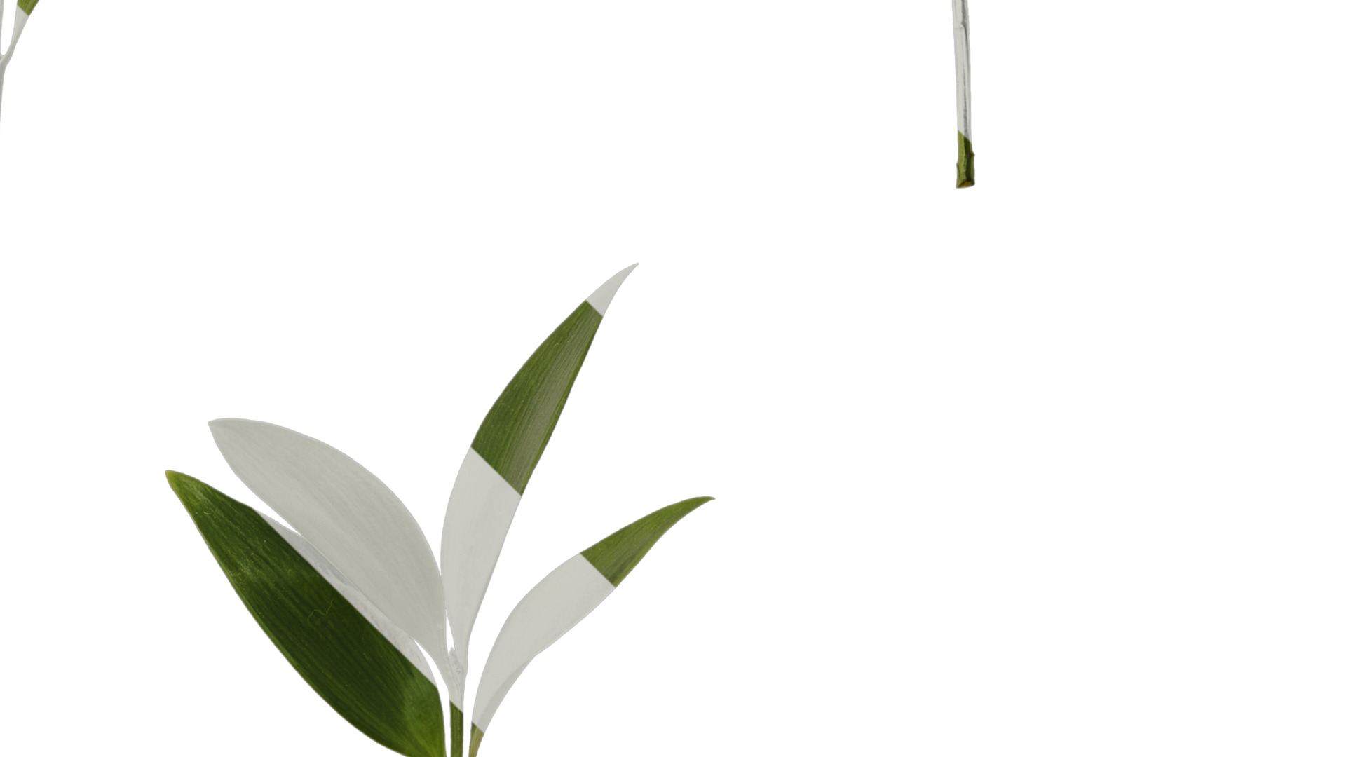 Podocarpus nagi Low-poly 3D model_18