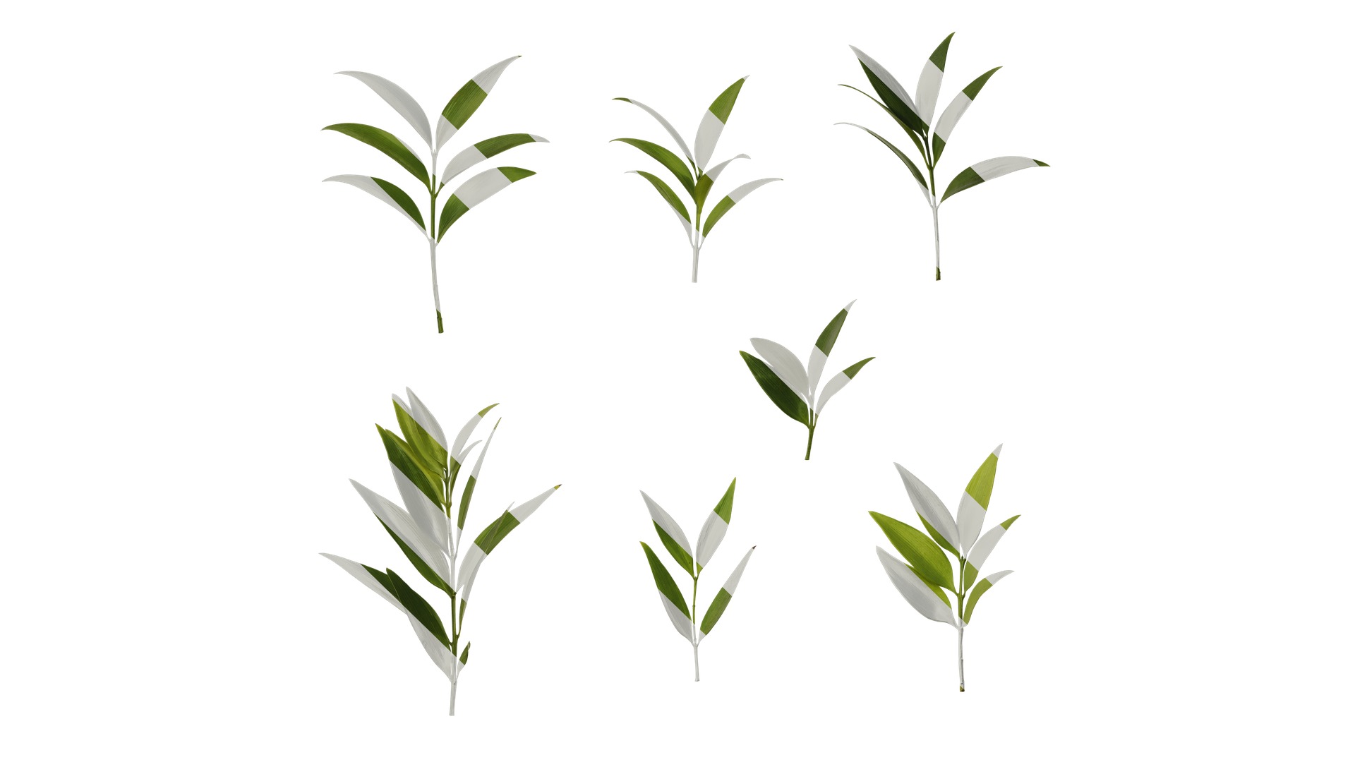 Podocarpus nagi Low-poly 3D model_14