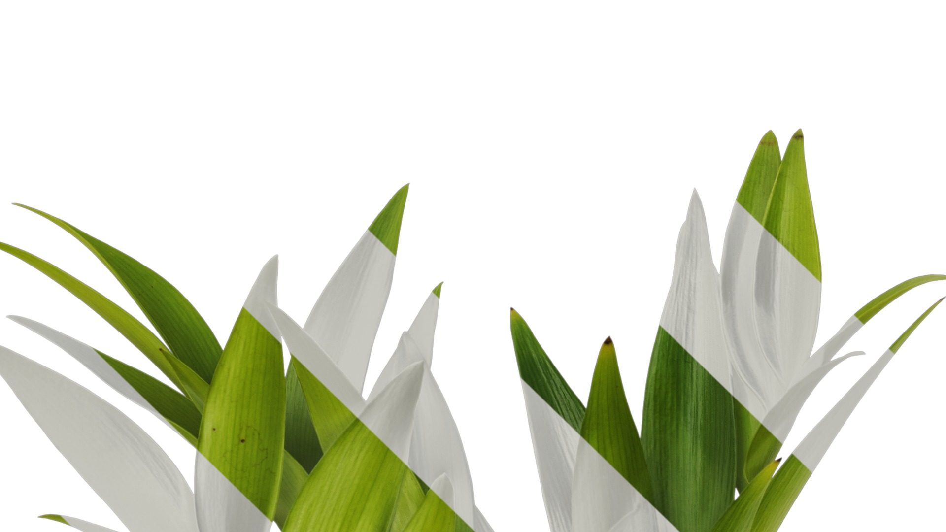 Podocarpus nagi Low-poly 3D model_4