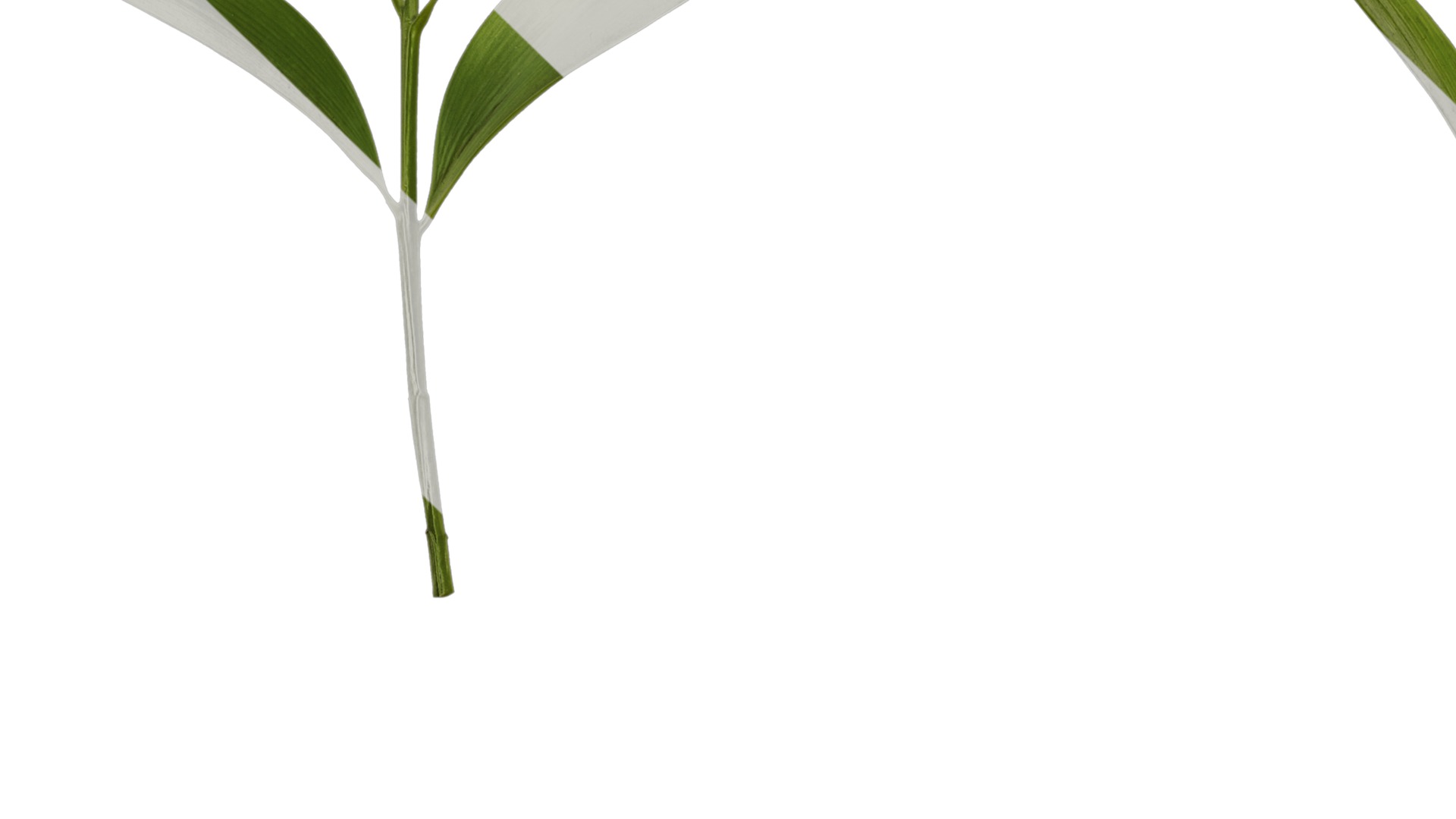 Podocarpus nagi Low-poly 3D model_17