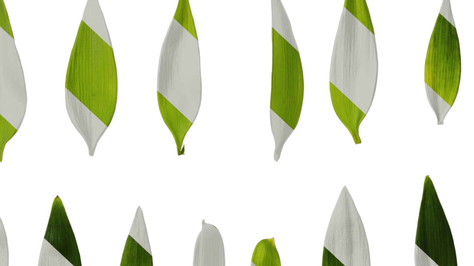 Podocarpus nagi Low-poly 3D model_31