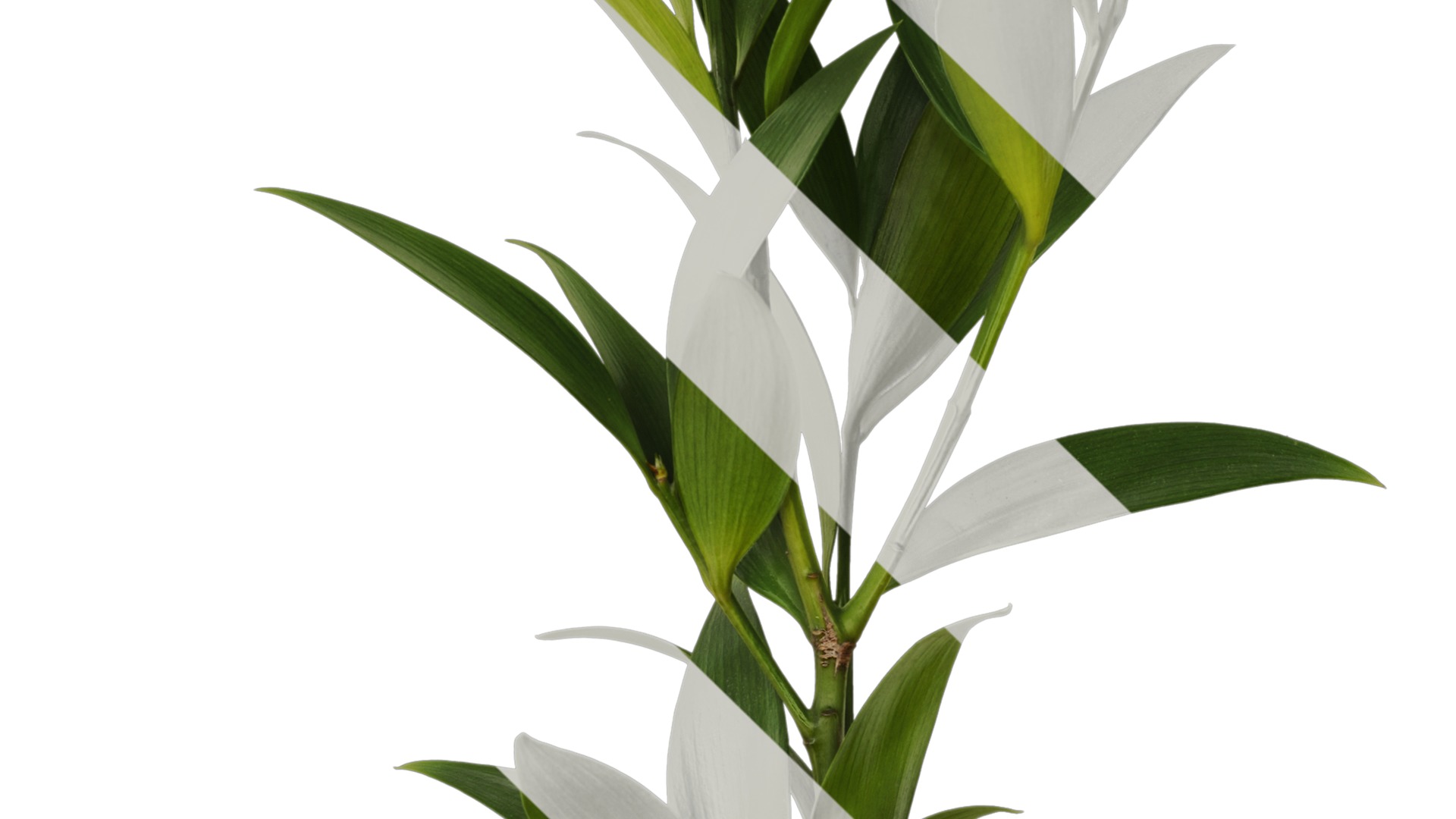 Podocarpus nagi Low-poly 3D model_7