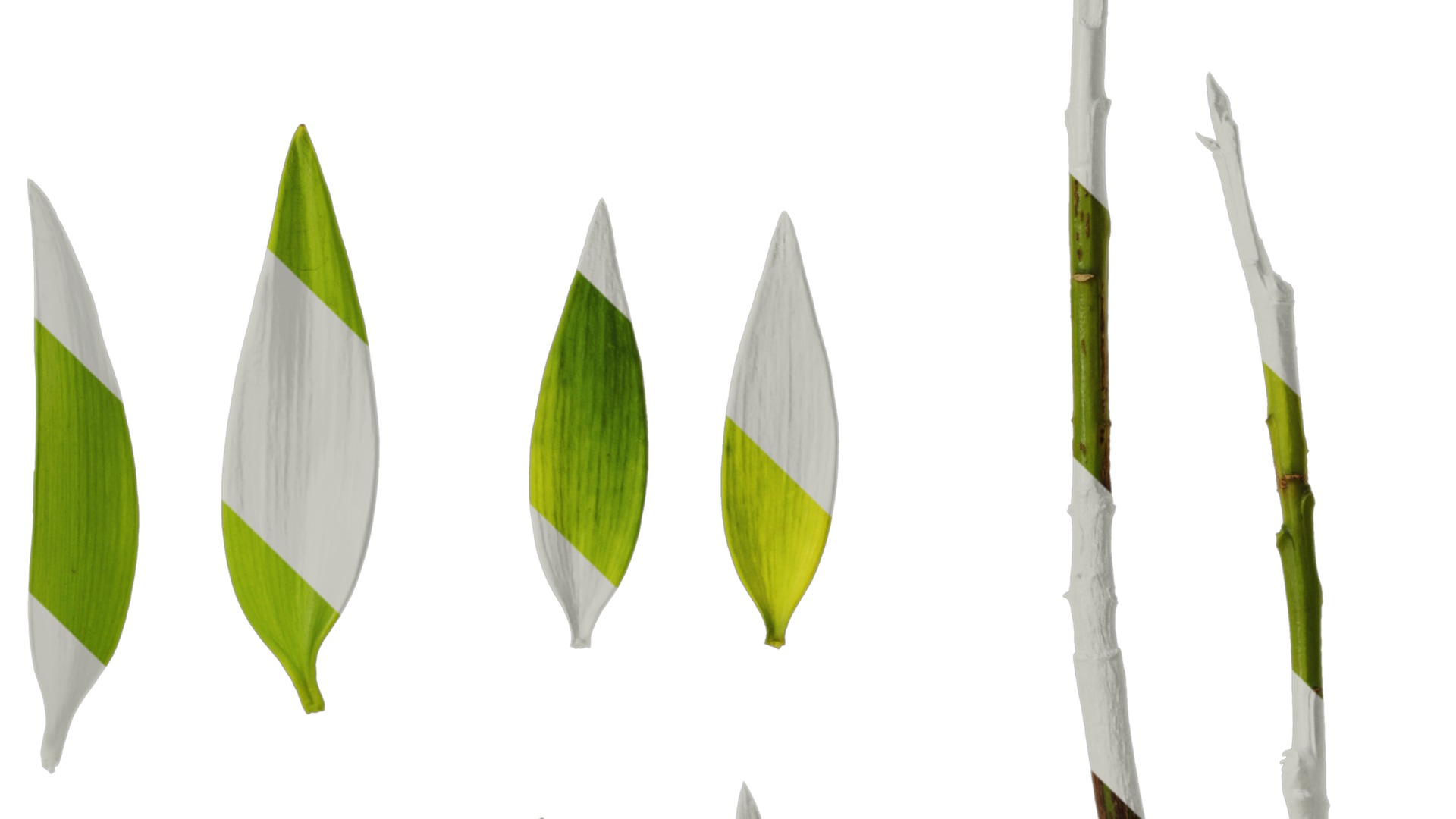 Podocarpus nagi Low-poly 3D model_28