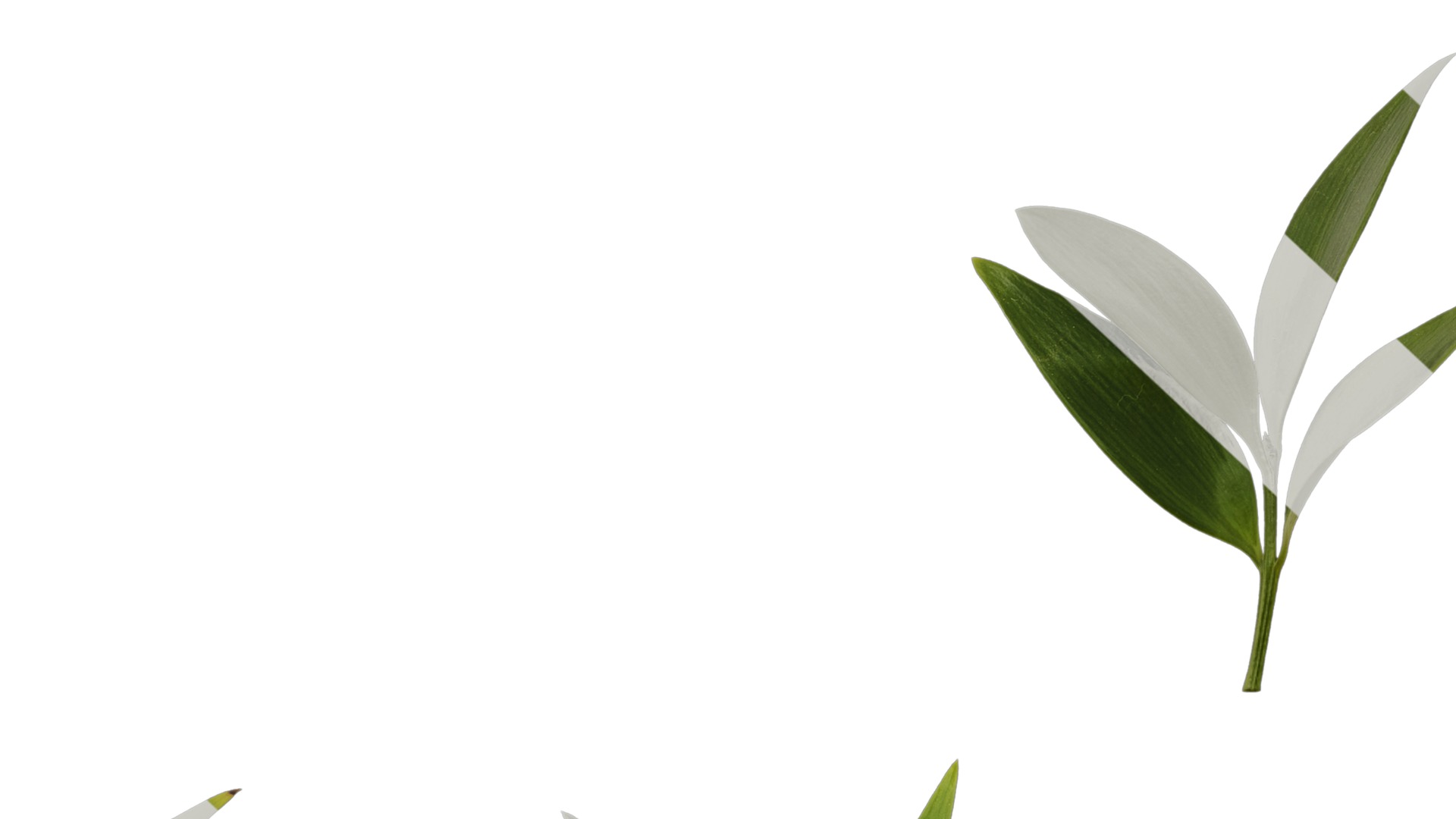 Podocarpus nagi Low-poly 3D model_21