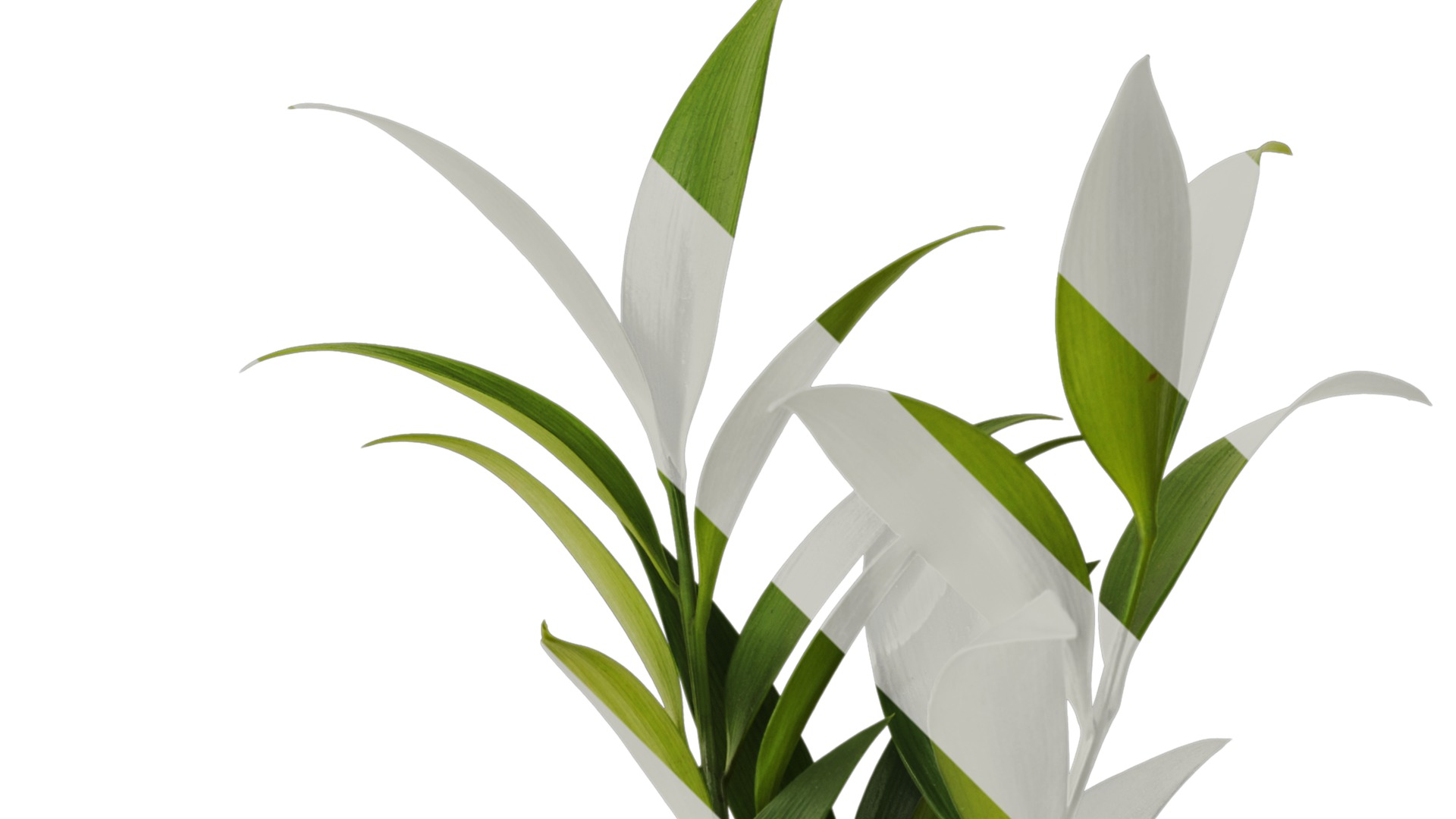 Podocarpus nagi Low-poly 3D model_5